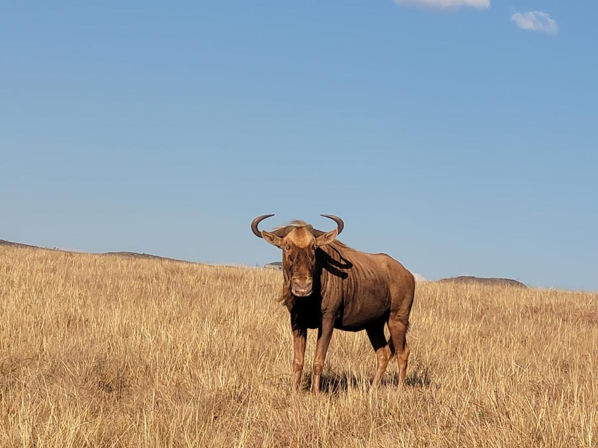 Buffalo Hills Private Game Reserve Harrismith Esterno foto