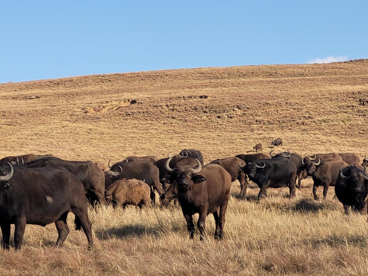 Buffalo Hills Private Game Reserve Harrismith Esterno foto